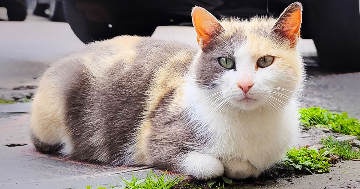 Street cat looking into the camera - Discover Street Cats