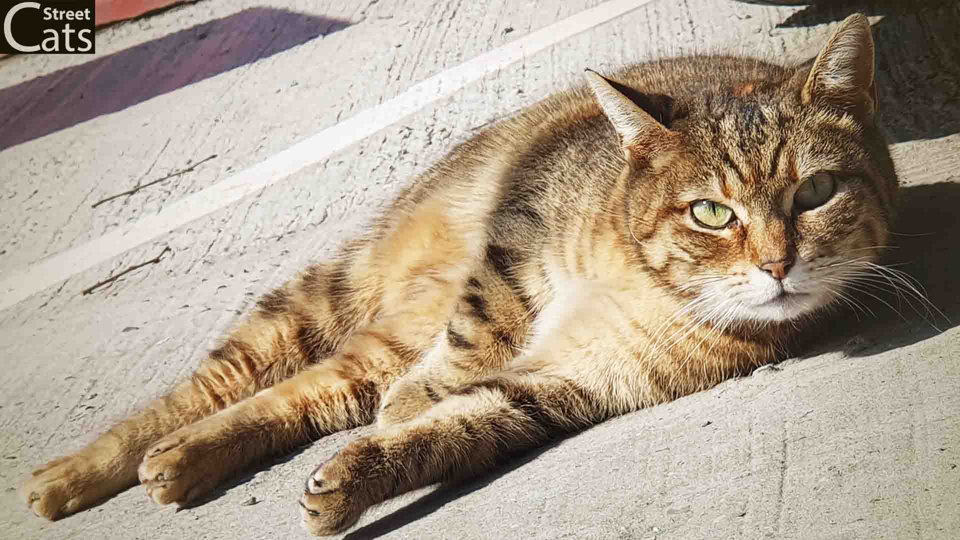 Stray tabby cat lying on a sunlit sidewalk, enjoying the warmth of the afternoon sun.