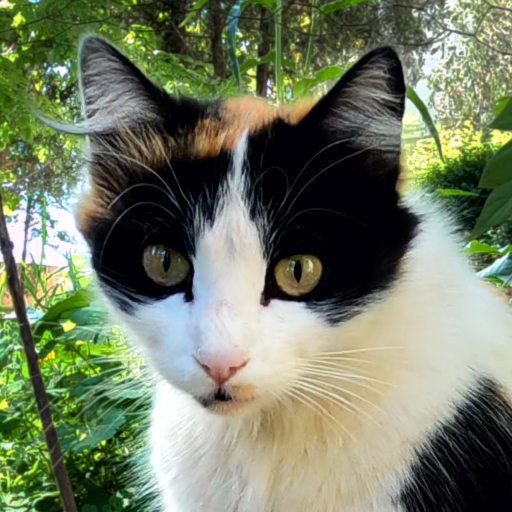 Black and white stray cat with green eyes sitting in a garden, looking attentively.