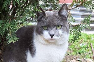 Gray and white stray cat with green eyes hiding under a bush in an urban setting.